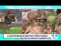 ¿sabe qué son los capibara ¿porqué son tan populares tu día canal 13