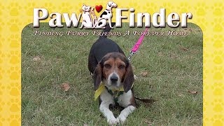 Furry Friend Finder