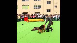 入間基地ランウェイウォーク2014 警備犬襲撃訓練展示