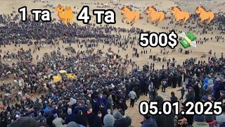 1туя🐫 4той🐎🐎🐎🐎 500$💸 ЧИРОКЧИ #УКТАМ ПОЛВОН УЗИНИ #МУСТАНГИ БН👏