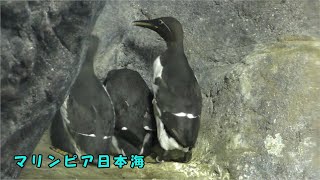 【マリンピア日本海】ウミガラスの子育て（餌やり）