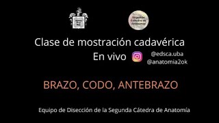 L2.2 | Mostración cadavérica: Brazo, codo y antebrazo | EDSCA | Anatomía 2 | FMed UBA