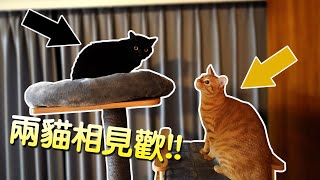 【小毛】帶Uni探望米咕咕!?結果兩隻貓咪當場哈氣!?