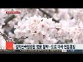 남녘 벚꽃 활짝…이번주 중부에서도 꽃잔치 연합뉴스tv yonhapnewstv