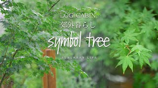 My Experience Planting Symbolic Trees DIY | Japanese Maple and Japanese Stewartia