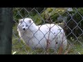 albiino supikoira albino raccoon dog