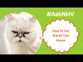 #AskNHV: How To Get Rid Of Tear Stains