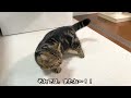 短足の猫にもおすすめ！メルのお城が建ちました！！【誕プレ】