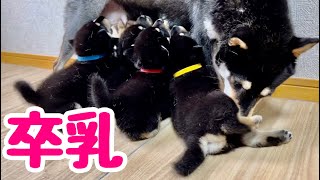 【柴犬 子犬】ついに母乳を卒業した子犬たち