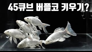 45큐브에서 버플코 키우기?