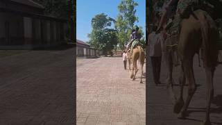 🐫  Ride at govindgarh fort 👌#travel #punjab #update #amritsar 👌