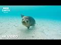Galapagos Sea Lions In 4K | A Peaceful Underwater Escape | BBC Earth Relax