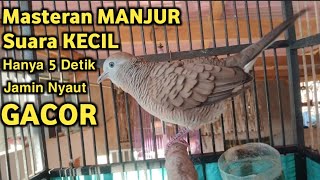 Perkutut Lokal Gacor Suara Kecil Pancingan Perkutut (💯%AMPUH BANGET) Bikin Cepat Nyaut Gacor..