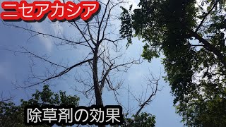 除草剤でニセアカシアを枯らした結果