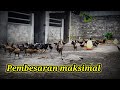 Pembesaran maksimal ayam laga SMFC