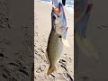 weakfish surf fishing new york 黄花鱼 纽约钓鱼