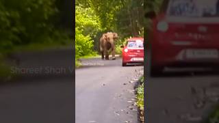 🚗🦣മലക്കപ്പാറ വിനോദ സഞ്ചാരികൾക്ക് നേരെ കാട്ടാന ആക്രമണം #malakkapara#elephantattacks#tourist#shorts