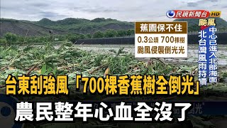 整年心血沒了！ 台東刮強風「700棵香蕉樹全倒光」－民視新聞