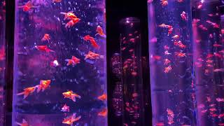 ART AQUARIUM MUSEUM 銀座金魚美術館