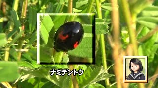 30秒の心象風景22070・茎を探索中 2～ナミテントウ～