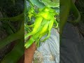 big size dragon fruit #dragonfruit #shorts #viral #video #reels #shortsvideo