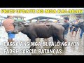 Price Update ng mga bufalo at kalabaw Padre Garcia Batangas