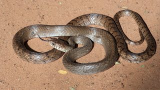 Snake invades cricket game in Sri Lanka