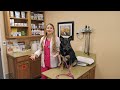 should dogs sleep in the crate vs your bed at night dr. lindsay vet explains