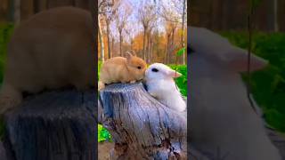 Cute rabbit enjoying this moment #rabbit #cute #entertainment #enjoy #viral