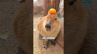 Sự thật về capybara mà có thể bạn chưa biết | #bientrithuc