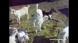 Goats Screaming Like Humans: Harlem Shake Version