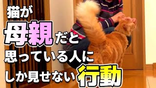 猫が母親だと思っている相手だけに見せる行動