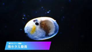 海ホタル　顕微鏡動画　鳴門タクシー撮影