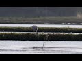 斑頭雁覓食 bar headed goose foraging 宜蘭 20210116