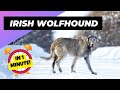 Irish Wolfhound - In 1 Minute! 🐶 One Of The Biggest Dog Breeds In The World | 1 Minute Animals