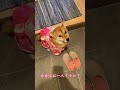 【柴犬お菊】本日もスナック開店！お菊ママの熱烈お出迎え shorts