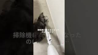 掃除機に吠えなくなったミニチュアシュナウザー