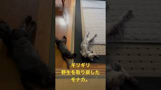 野生と家猫の境を彷徨う、保護猫モナカ。 #shorts