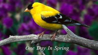 One Day In Spring - Bandari