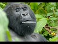 GORILLA TREKKING IN BWINDI