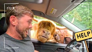 Animal Encounter GONE WILD: Lazy-5 Ranch Drive Thru 🐾