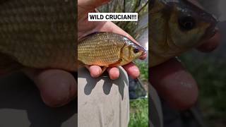 Fishing a WILD MYSTERIOUS pond #crucian #fishing #fishingshorts #shorts #roach #rudd #wildfishing