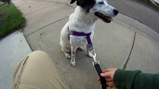 Review  Walk Your Dog with Love Dog Harness