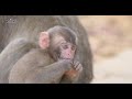 産まれて半年のニホンザルの赤ちゃんは今....half year old baby monkeys 【嵐山モンキーパーク公式 arashiyama monkeypark official】【4k】