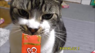 【必死に食べる姿がかわいい♥】クリスマスプレゼントにもらった『ちゅ～る』を食べる猫リキちゃん☆追加おねだりしてみるも・・・【リキちゃんねる　猫動画】Cat videos キジトラ猫との暮らし