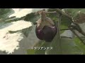 菜園だより140926里芋・種まき・定植