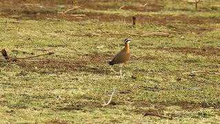 Indian courser (Cursorius coromandelicus)- Running