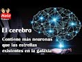 Top El cerebro tiene más neuronas que las estrellas de la galaxia