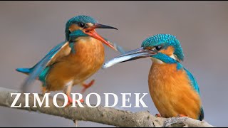 ZIMORODEK | Kingfisher