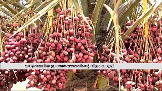 ഒമാനിൽ ഇനി മാധുര്യമേറിയ ഈത്തപ്പഴത്തിന്റെ വിളവെടുപ്പ് കാലം | Dates | Oman | Fruits Season